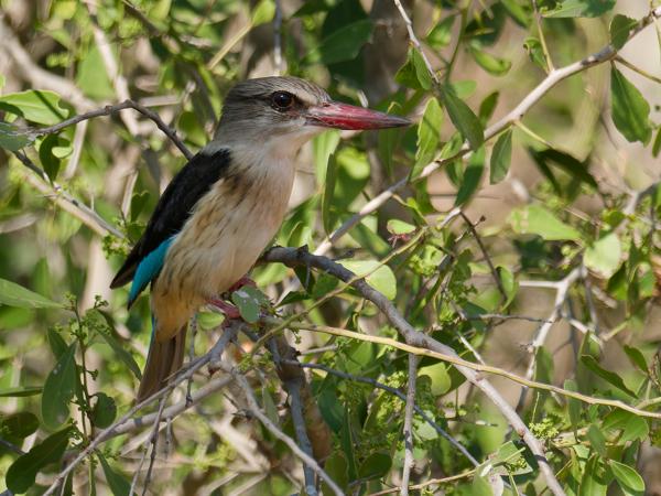 <h3>Halcyon albiventris / Brown‑hooded kingfisher / Bruinkapijsvogel</h3>OM-1 Mark II with OLYMPUS M.300mm F4.0, 1/2000 sec at F4.0, ISO 640, distance 11.6 m